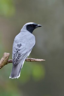 Black-faced Cuckooshrike (Coracina novaehollandiae) perched on a branch, Australia