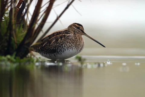 Common Snipe (Gallinago gallinago), Utrecht, Netherlands