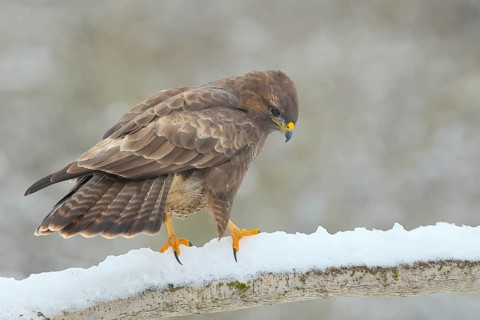 Steppe buzzard (Buteo buteo) sitting on a branch covered with snow, wildlife, winter, Siegerland,