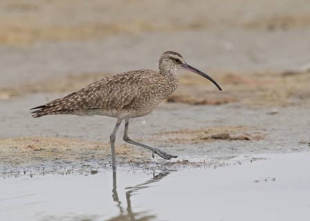 Whimbrel (Numenius phaeopus hudsonicus), Gambia