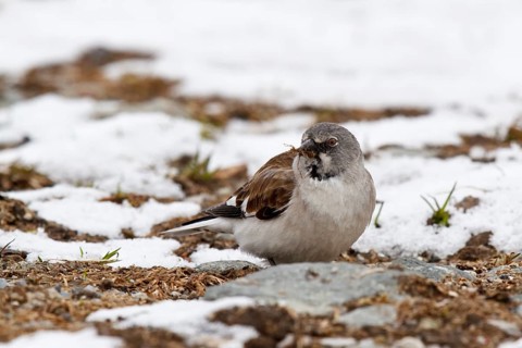 Snowfinch (Montifringilla nivalis) male, Tyrol, Austria