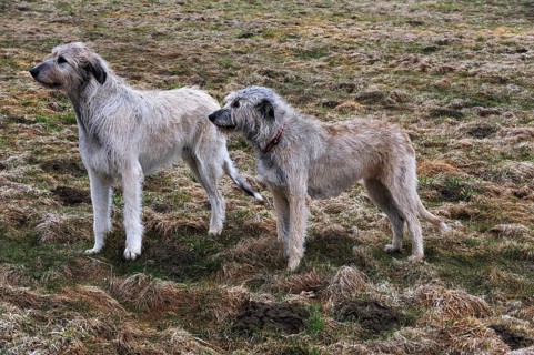 Dogs, an ancient breed of greyhounds, in a pasture, Nesow, Mecklenburg-Western Pomerania, Germany