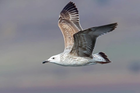 Herring gull, (Ichthyaetus ichthyaetus) Syn: (Larus ichthyaetus), Animals, Birds, Gulls, Seagull,