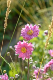Autumn anemone (Anemone × hybrida 'Pamina'), EGA Park, Federal Republic of Germany
