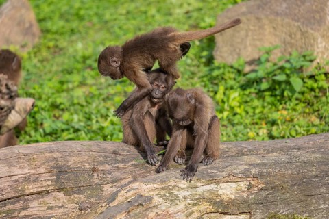 Three baby Gelada (Theropithecus gelada), or bleeding-heart monkey playing on a log