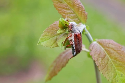 Cockchafer, forest cockchafer (Melolontha hippocastani), male, on a leaf, close-up, Wilnsdorf,