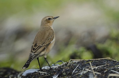 Northern Wheatear (Oenanthe oenanthe), Schleswig-Holstein, Germany