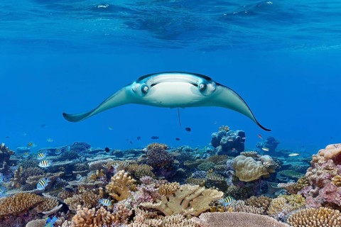 Reef manta ray (Mobula alfredi) from the front, frontal, stingray (Dasyatidae), ray, swims close