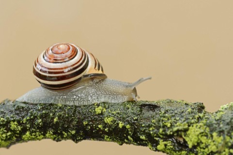 Grove snail (Cepaea nemoralis), North Rhine-Westphalia, Germany