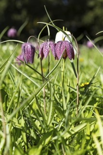 Snake's Head Fritillary (Fritillaria meleagris) in bloom, Dresden, Saxony, Germany