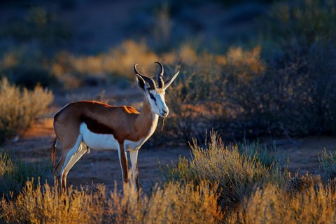 Springbok antelope, Antidorcas marsupialis, in the African dry habitat, Kgaladadi, Botswana. Mammal