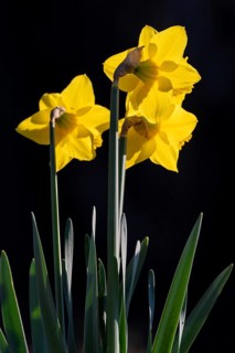 Wild daffodil, daffodil (Narcissus preudonarcissus), Schwaz, Tyrol, Austria