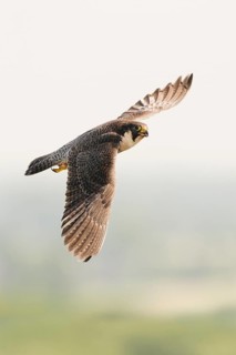 Peregrine Falcon (Falco peregrinus) flying, North Rhine-Westphalia, Germany, Germany