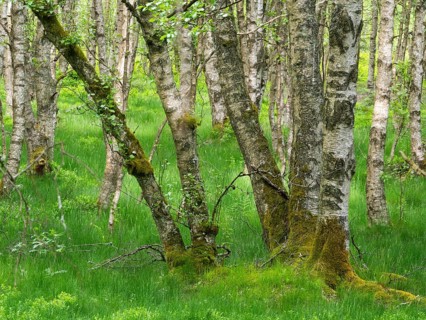 Carpathian birch forest (Betula pubescens), Rotes Moor, Rhön Biosphere Reserve, Hesse, Germany