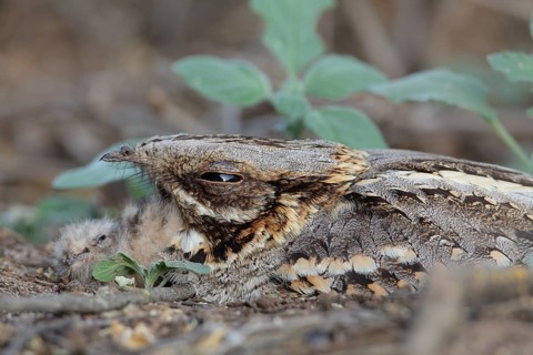 Red-necked Nightjar (Caprimulgus ruficollis) female on ground, Andalusia, Spain