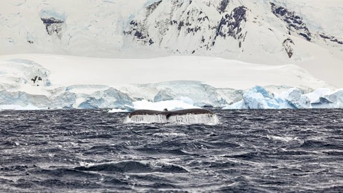 A whale shows its fin in the icy environment of the Antarctic Ocean, The fluke of a diving humpback