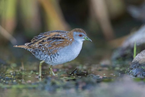 Baillon's Crake (Porzana pusilla palustris) foraging, Victoria, Australia