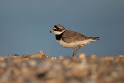Ringed plover (Charadrius hiaticula) adult wading bird on a beach, England, United Kingdom