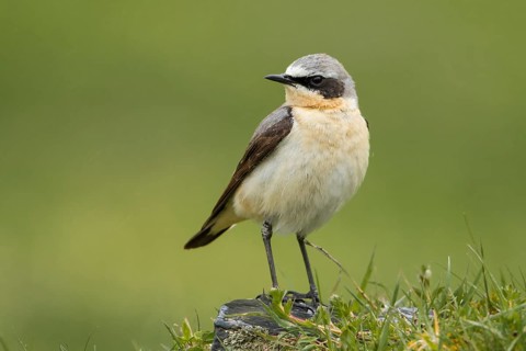 Northern Wheatear (Oenanthe oenanthe), Caucasus, Georgia