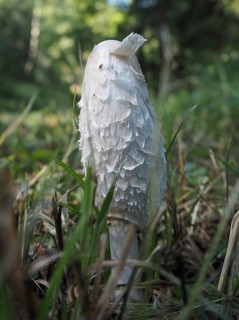 Crested tintling (Coprinus comatus)