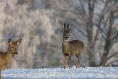 One female and one male Roe Deer, (Capreolus capreolus), walking over a snowy meadow. Snow covered