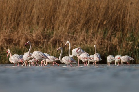 Greater Flamingo (phoenicopterus roseus), on marsh, Castile-La Mancha, Spain