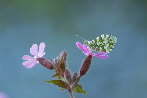 Orange tip butterfly (Anthocharis cardamines) adult insect resting on a Red campion flower in