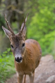 One male Roe Deer, Roe buck (Capreolus capreolus), walking on the forest floor through dense