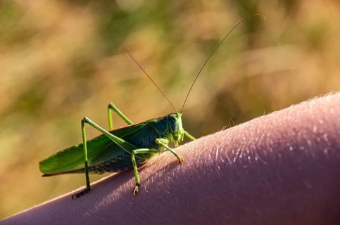 Grasshopper, Great green bush cricket crawls on a human arm