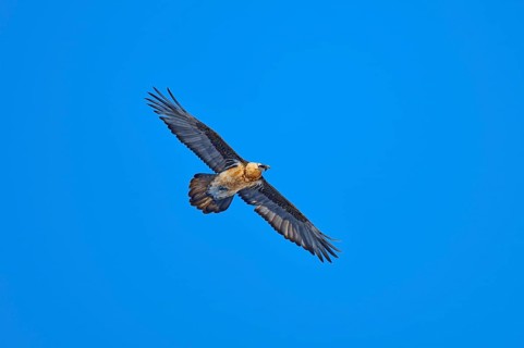 Bearded vulture (Gypaetus barbatus), flying high in the clear blue sky, Gemmi Pass, Leukerbad,