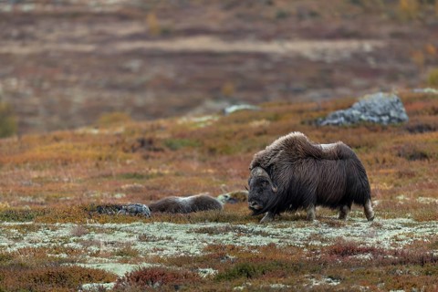 Musk ox bull (Ovibos moschatus) in the tundra, autumn, autumn landscape, Ruska, Tundra landscape,