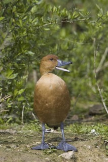Fulvous Whistling Duck (Dendrocygna bicolor), Texas, USA