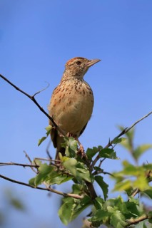 Bush Pipit (Anthus caffer), adult, on tree, perch, Pilanesberg National Park, North West Province,