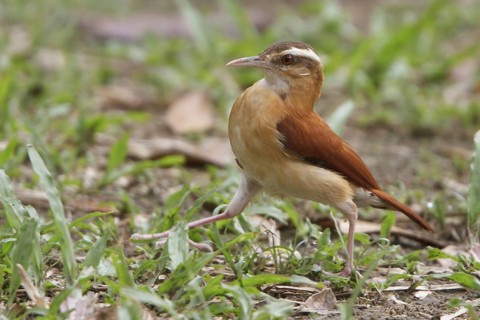 Pale-legged Hornero (Furnarius leucopus), Manu National Park, Peru
