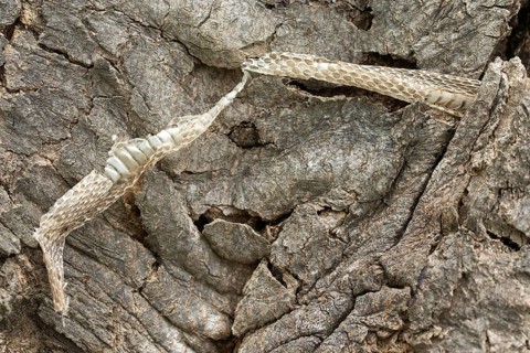 Coronella Austriaca, black snake, snake, critters, skin, molting, reptiles, molts, reptilia,