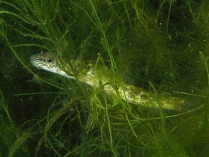 A fish, the brook loach (Barbatula barbatula), swims through dense algae, surrounded by green