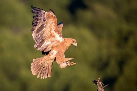 Spanish Imperial Eagle (Aquila adalberti) juvenile landing, Andalusia, Spain