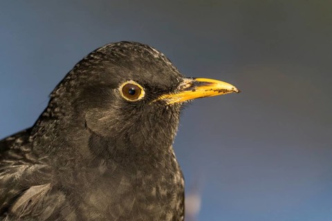 Close-up of a blackbird's head (Turdus merula) with distinctive yellow beak and dark feathers,