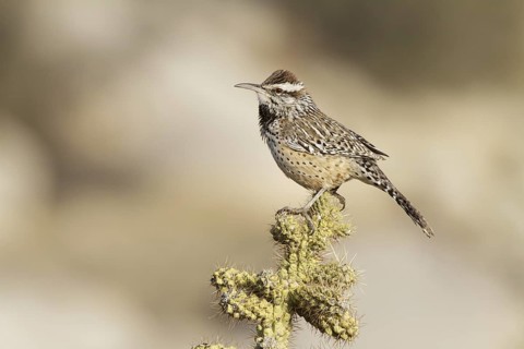 Cactus Wren (Campylorhynchus brunneicapillus), California, USA