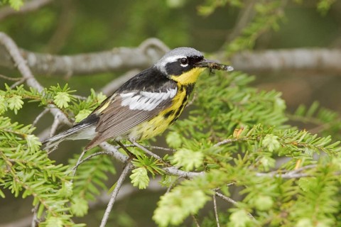 Magnolia Warbler (Setophaga magnolia), Ontario, Canada