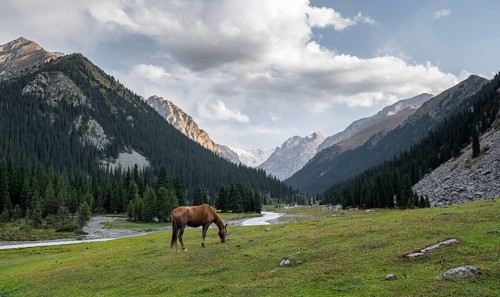 Horse grazing in a meadow, Green mountain valley with forest and mountain stream, Chong Kyzyl Suu