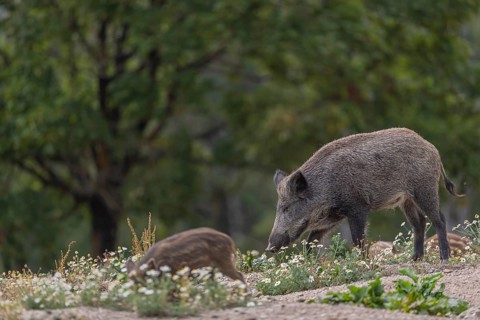 One young adult and one piglet wild boar or wild pig (Sus scrofa) walking over an opening with some