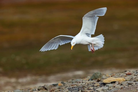 Glaucous gull (Larus hyperboreus), Norway, Spitsbergen, aerial photograph, Longyearbyen, Svalbard /