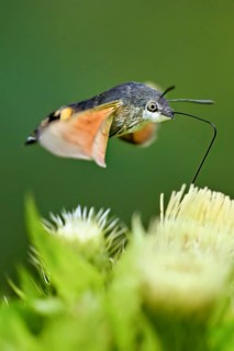 Dove's tail (Macroglossum stellatarum), flies on the flower of cabbage thistle (Cirsium oleraceum),