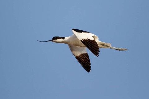 Pied Avocet (Recurvirostra avosetta) flying, Lesvos, Greece