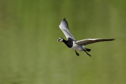 Barnacle goose (Branta leucopsis) flying, North Rhine-Westphalia, Germany