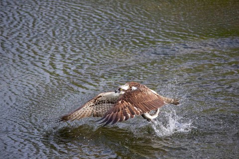 Western osprey (Pandion haliaetus) fishing, Finland