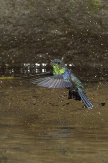 Crowned Woodnymph (Thalurania colombica) bathing, Costa Rica