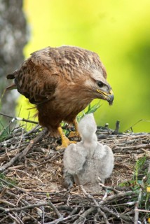 Accipitriformes, eagle buzzard, Buteo Rufinus, long-legged buzzard, birds, Bulgaria, eagle, female,