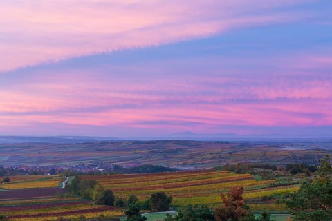 Vineyards at sunrise in Retz, Lower Austria